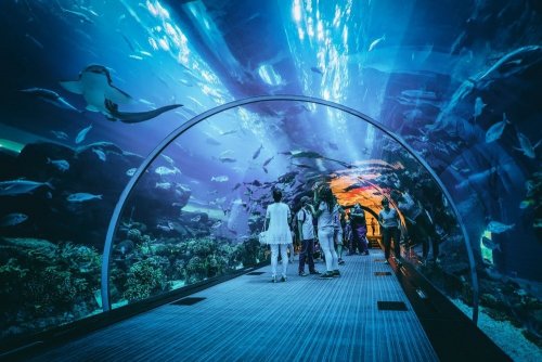 Dubai Mall Aquarium & Underwater Zoo